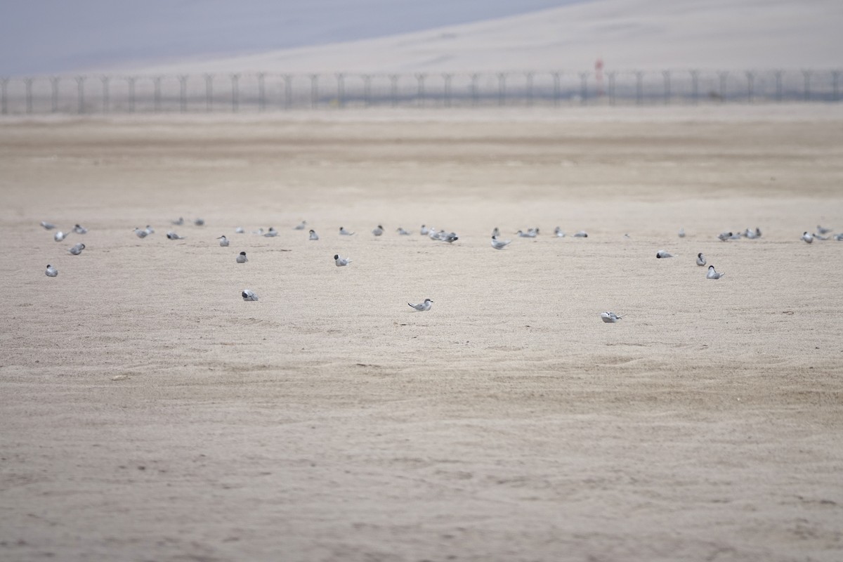 Peruvian Tern - ML643418962
