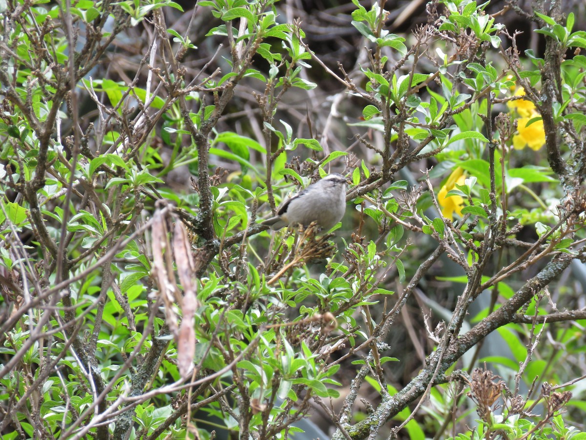 Cinereous Conebill - ML643418965