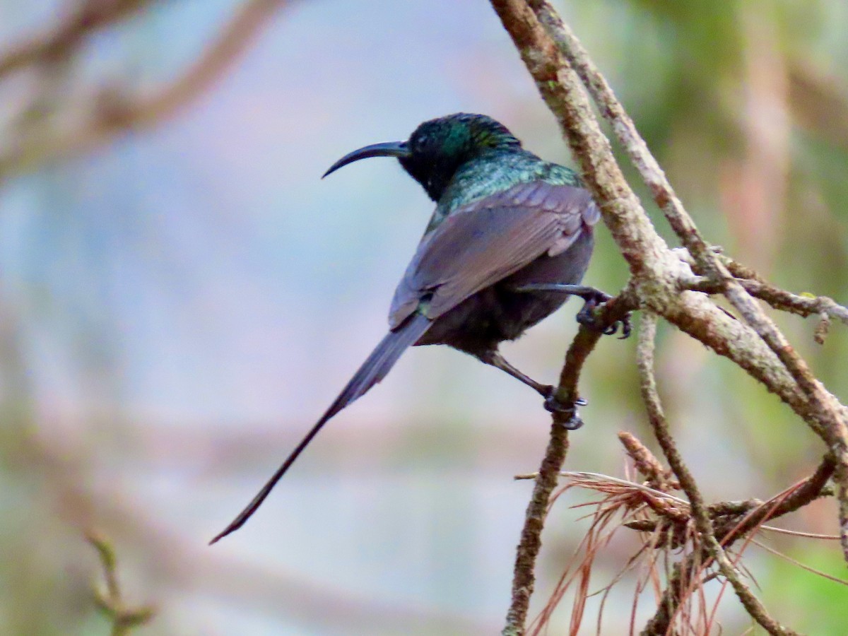 Bronze Sunbird - ML643418979