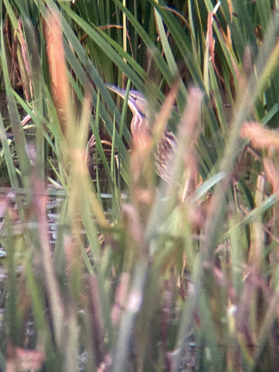 American Bittern - ML643418986