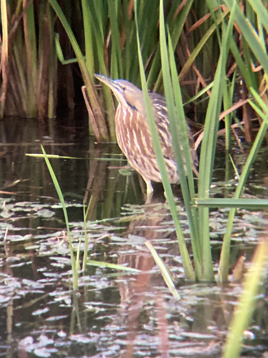 American Bittern - ML643418987