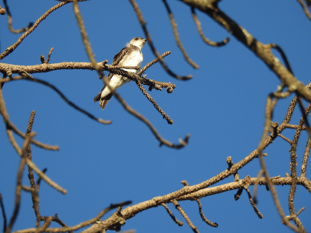 Brown-chested Martin - ML643418988