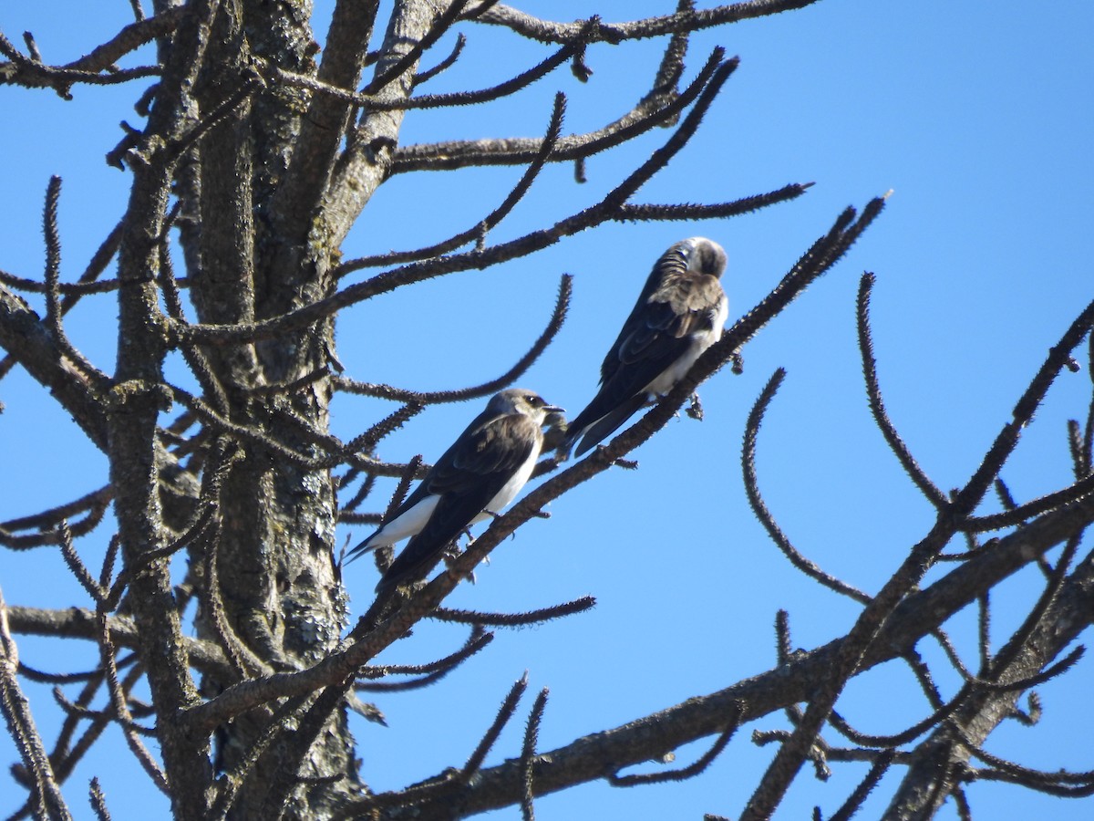 Brown-chested Martin - ML643418989