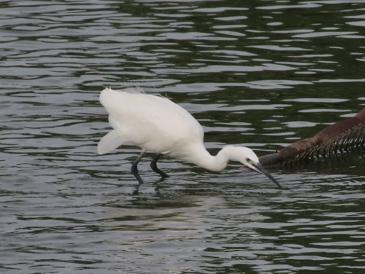 Little Egret - ML643418990