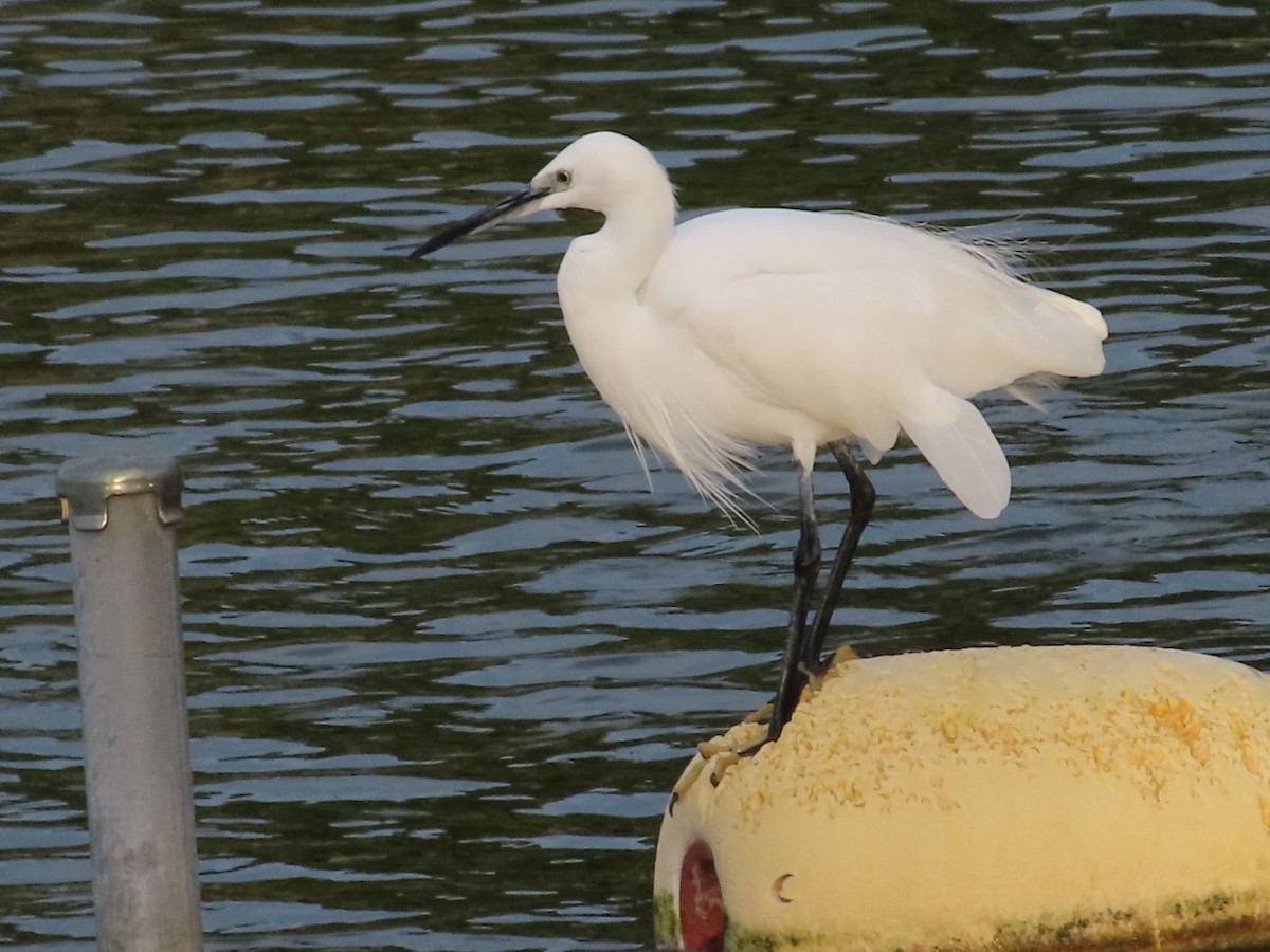 Little Egret - ML643418991
