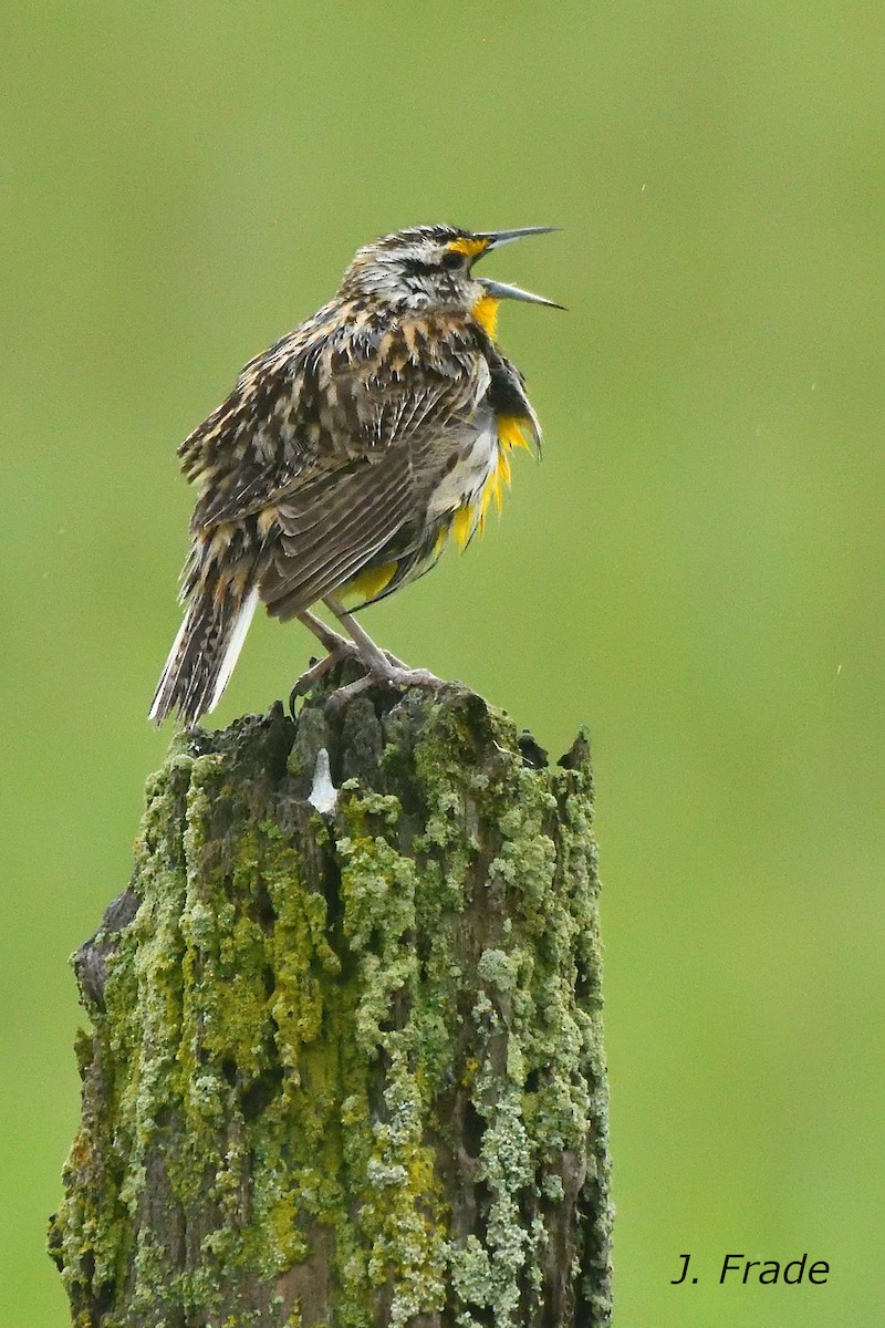 Eastern Meadowlark - ML643418999