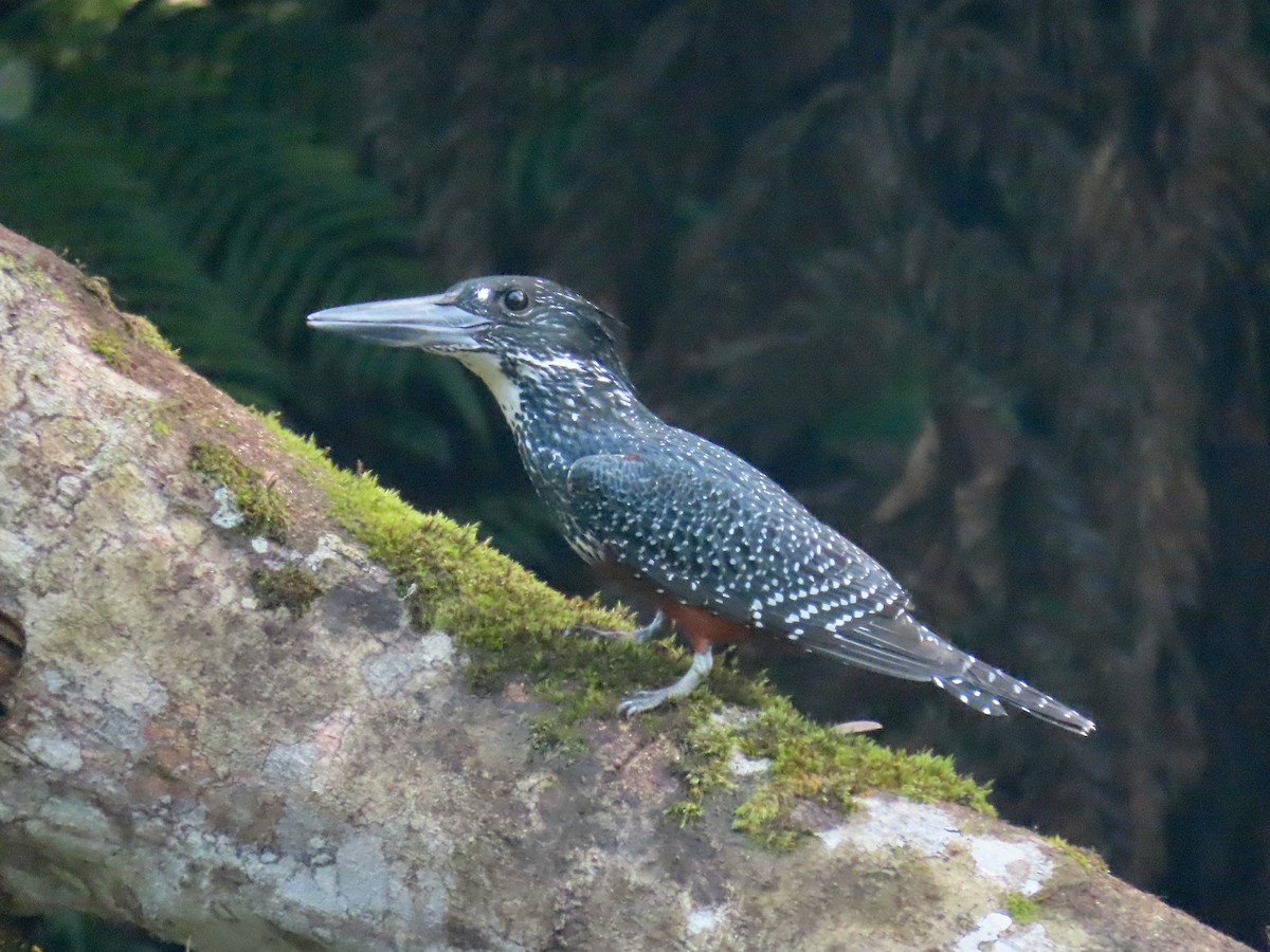 Giant Kingfisher - ML643419000