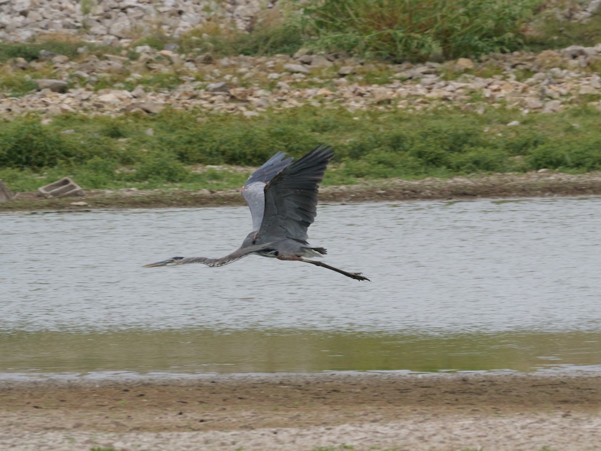 Great Blue Heron - ML643419008