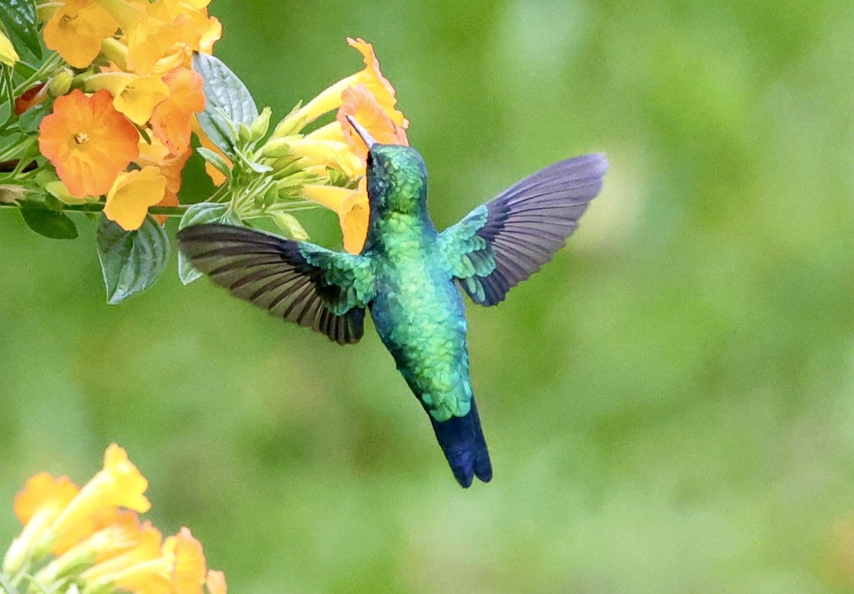 Western Emerald - ML643419010