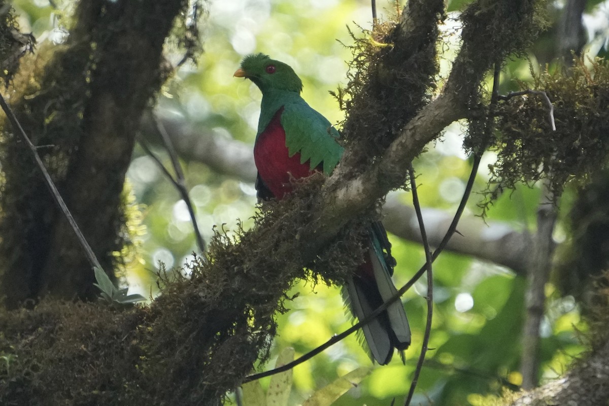 kvesal chocholkatý - ML643419011