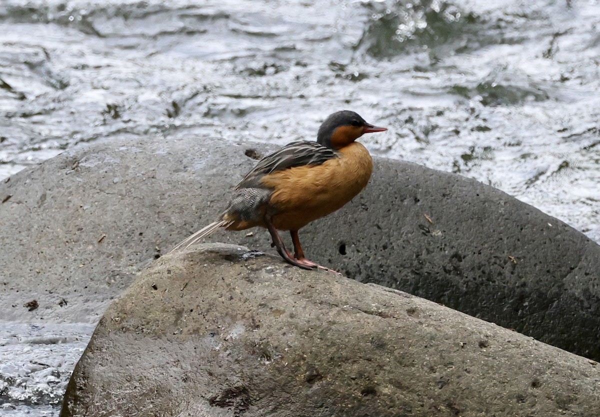 Torrent Duck - ML643419021
