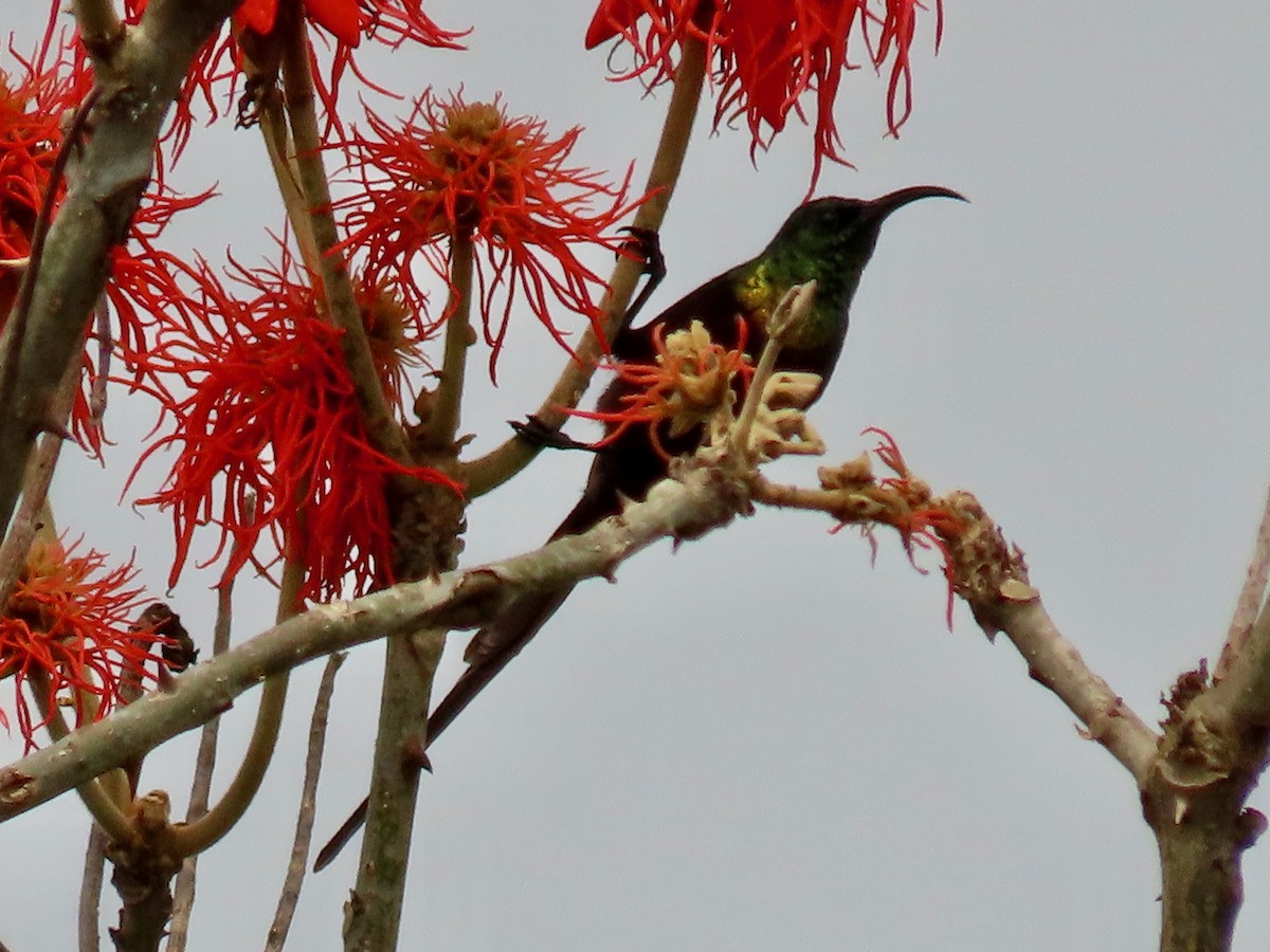 Bronze Sunbird - ML643419064