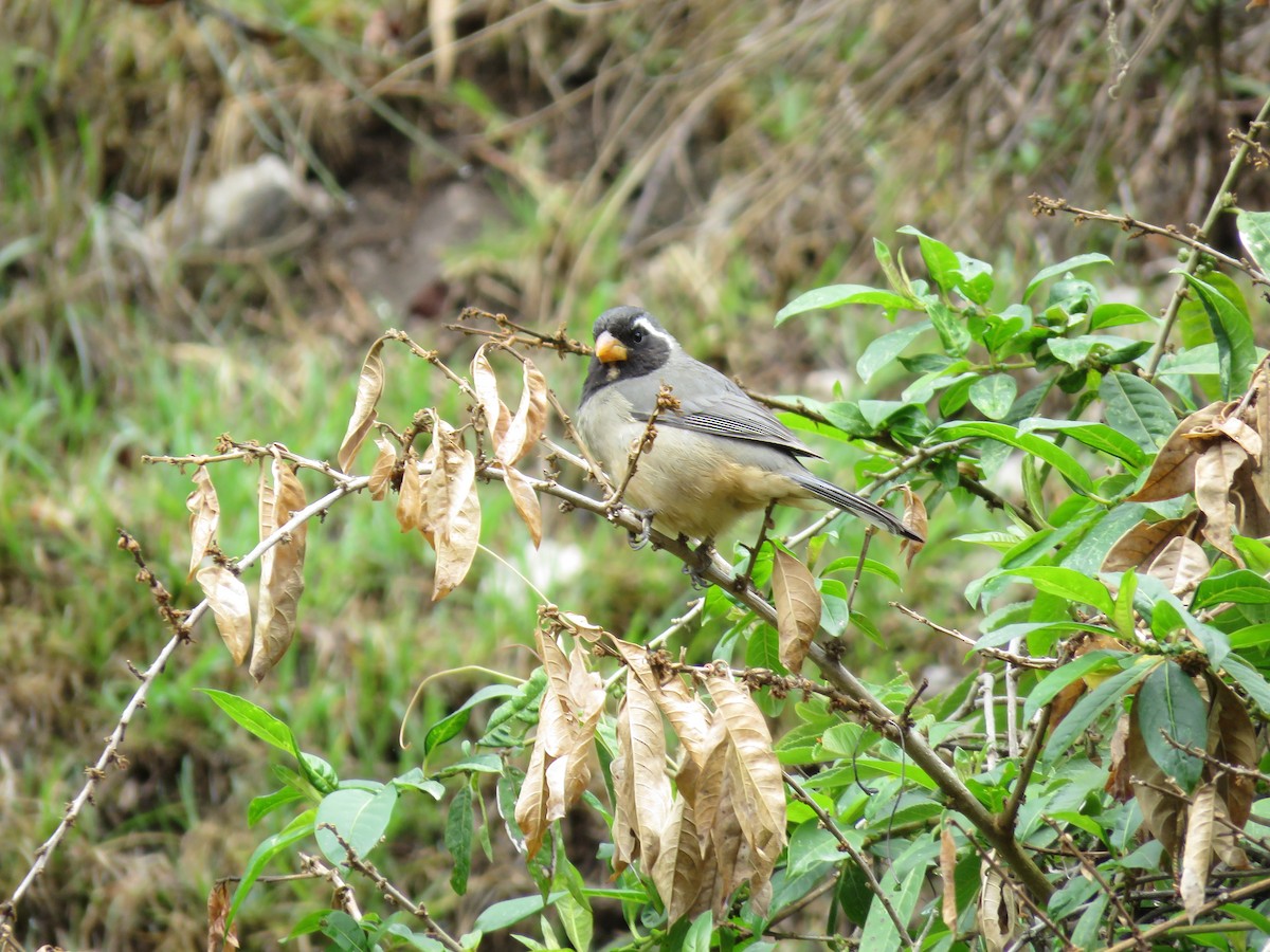 Golden-billed Saltator - ML643419069