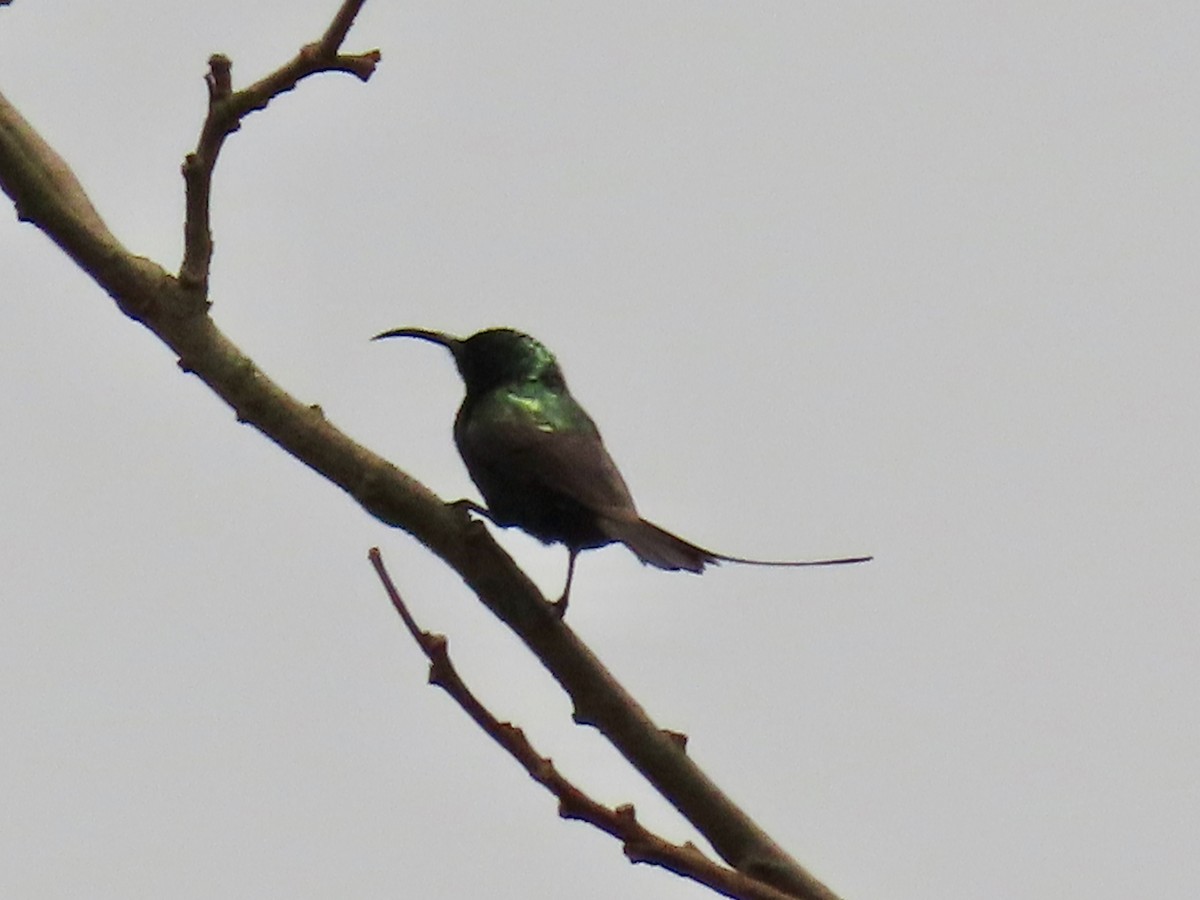 Bronze Sunbird - ML643419073