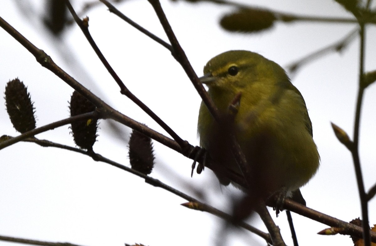 Tennessee Warbler - ML643419080