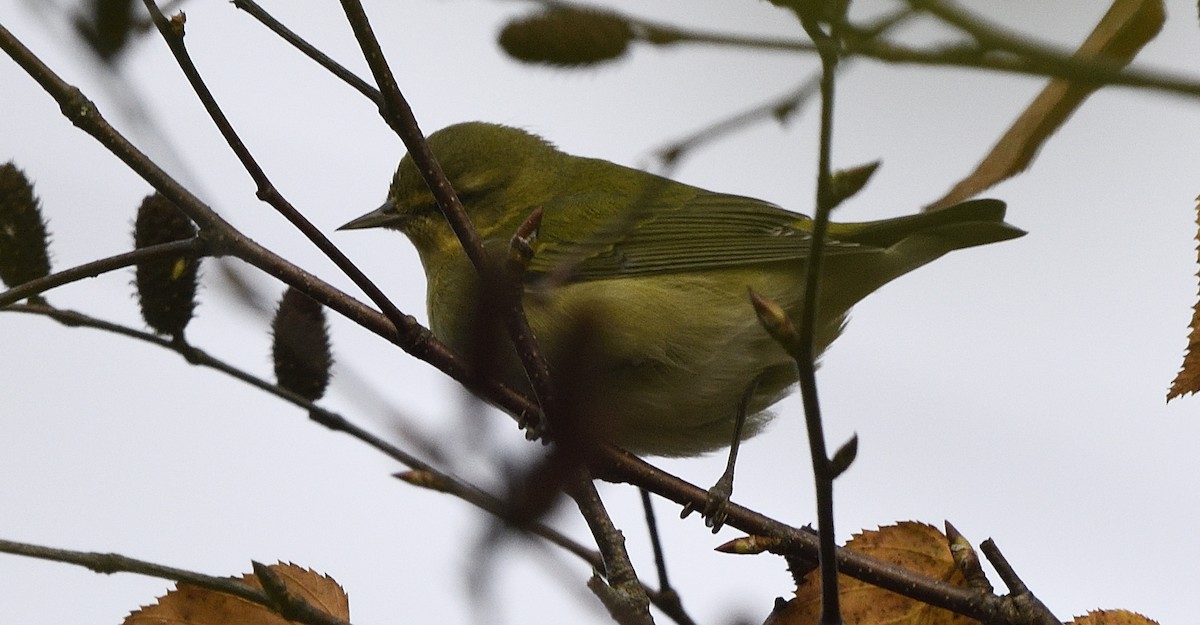 Tennessee Warbler - ML643419081