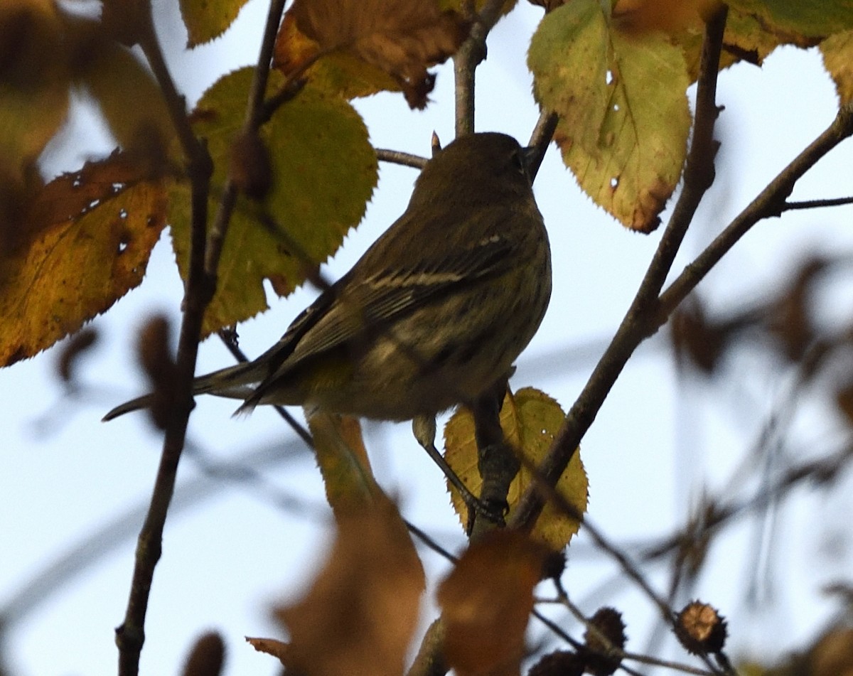 Cape May Warbler - ML643419084
