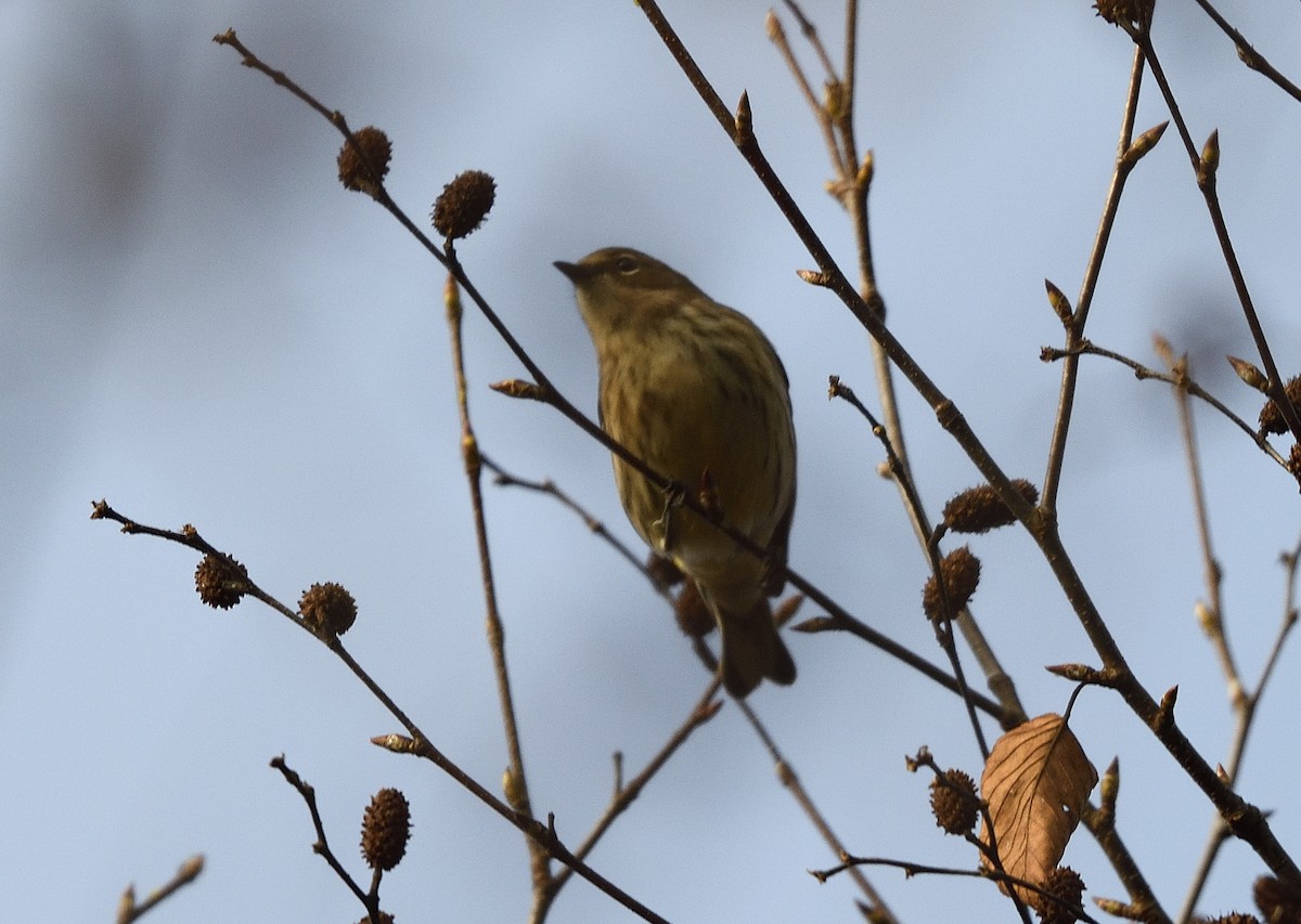 Cape May Warbler - ML643419085
