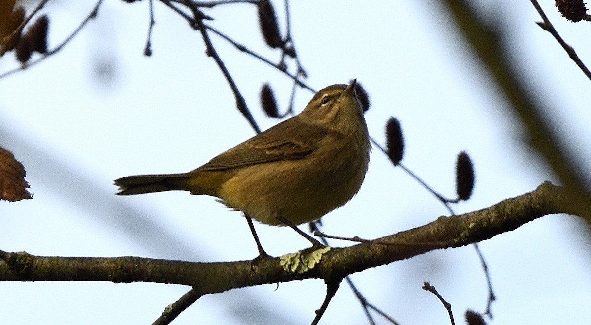 Palm Warbler (Western) - ML643419094