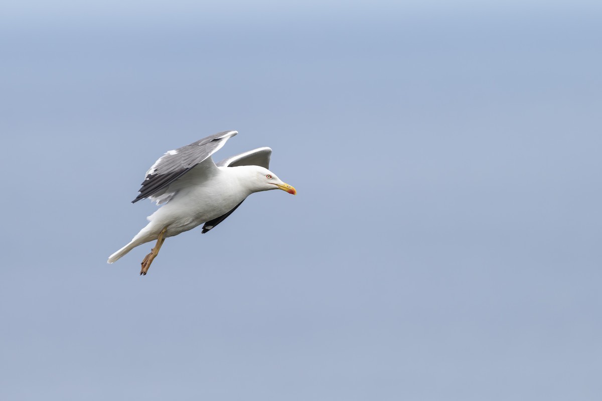 Yellow-legged Gull - ML643419099