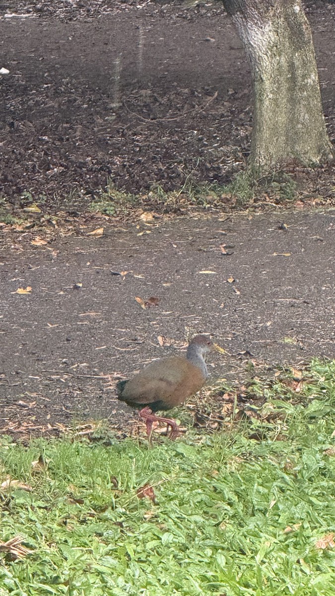 Russet-naped Wood-Rail - ML643419109