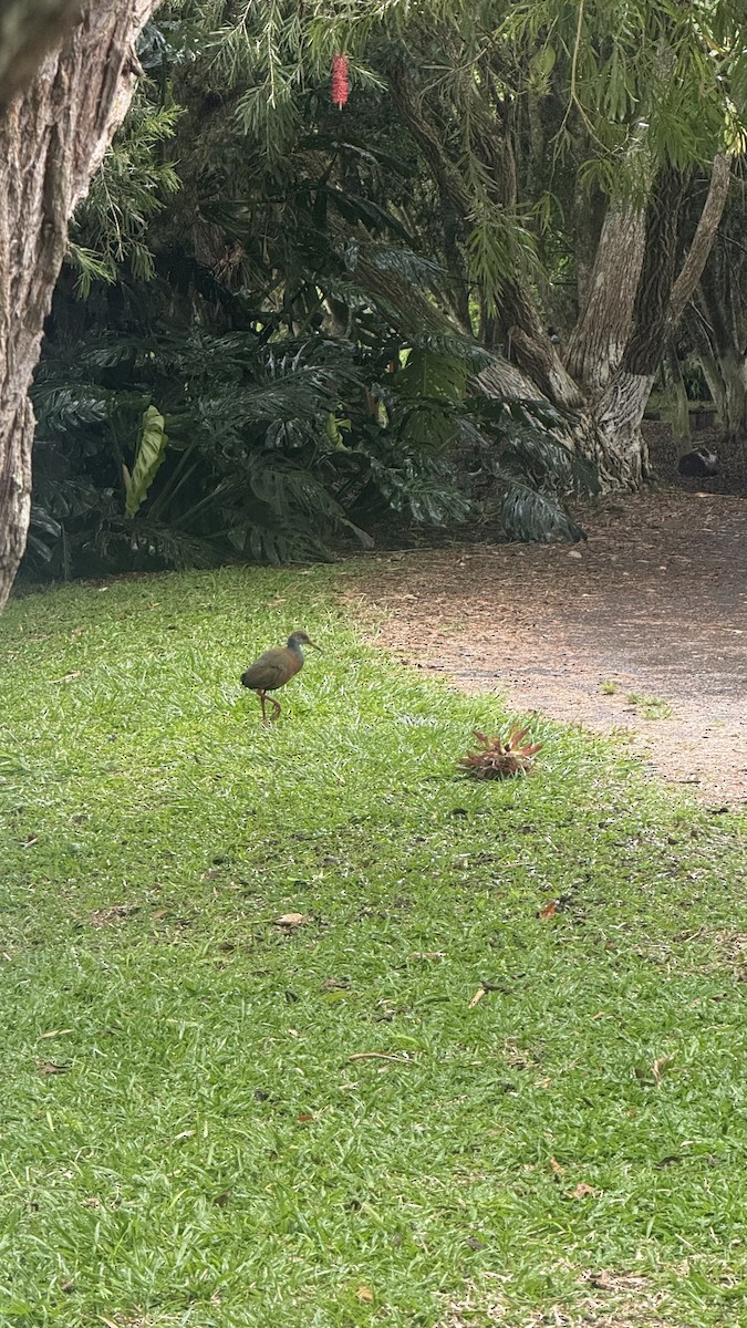 Russet-naped Wood-Rail - ML643419110