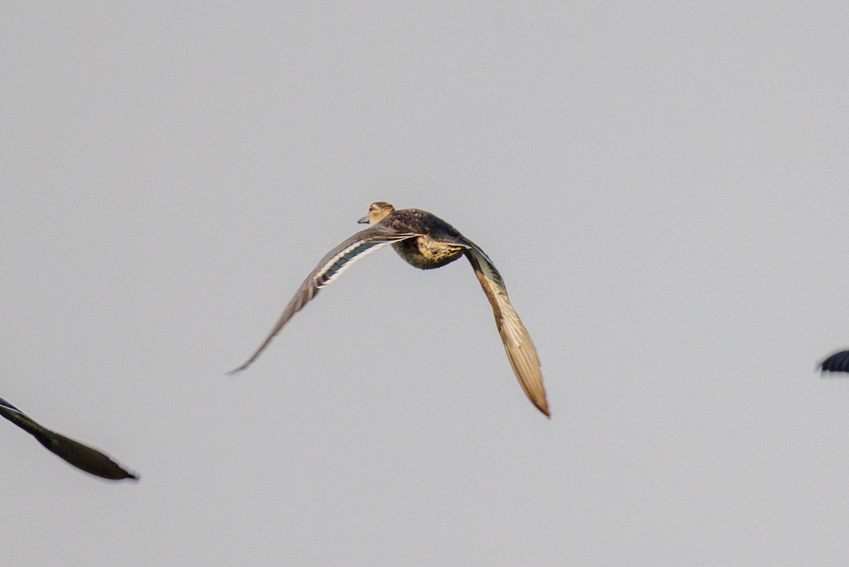 Garganey - ML643419112