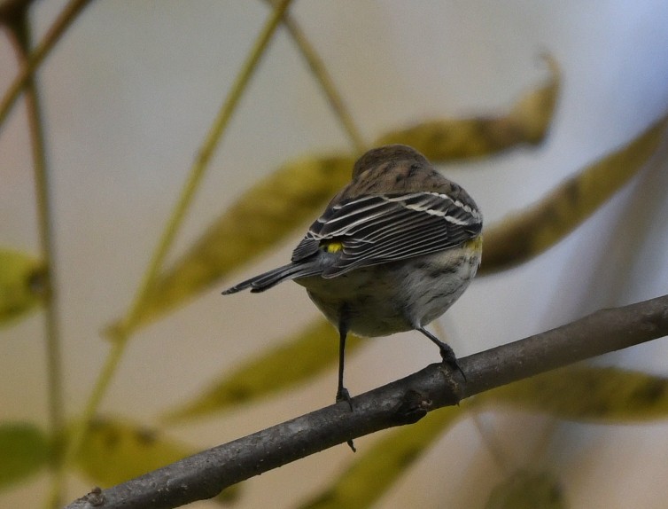 Yellow-rumped Warbler (Myrtle) - ML643419113