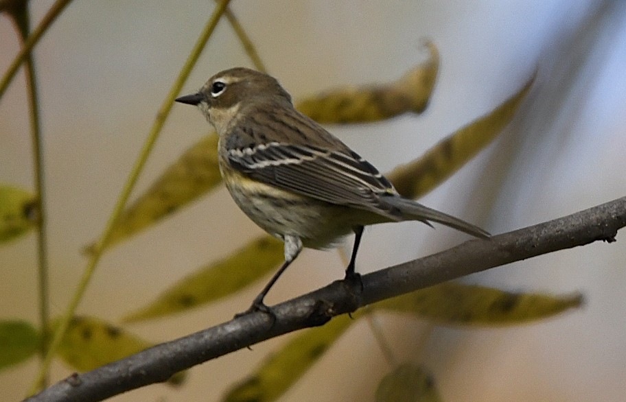 Yellow-rumped Warbler (Myrtle) - ML643419114