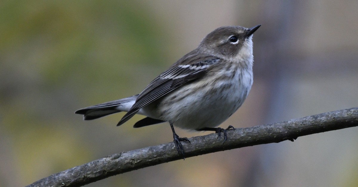 Yellow-rumped Warbler (Myrtle) - ML643419115
