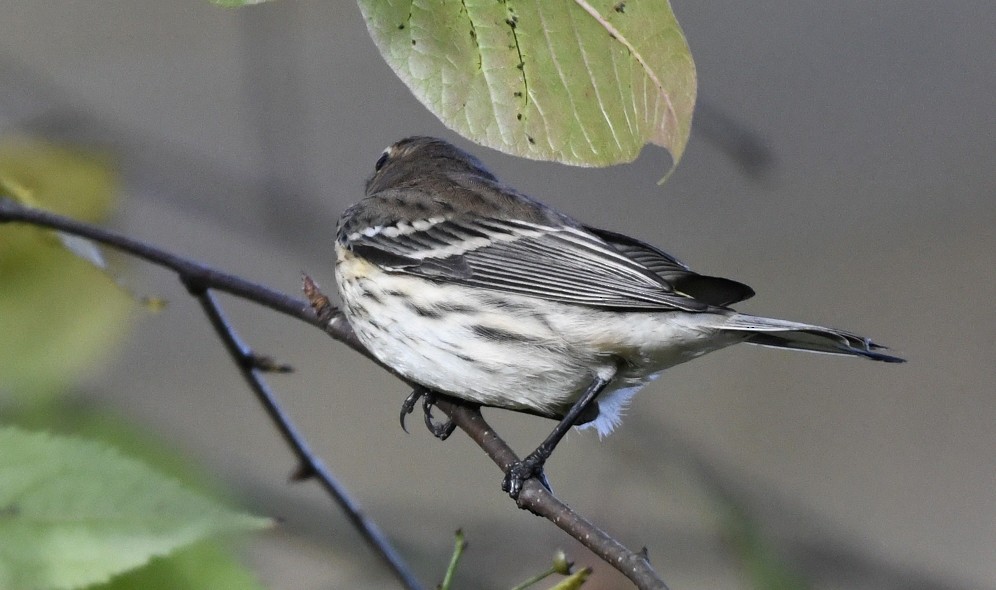 Yellow-rumped Warbler (Myrtle) - ML643419116