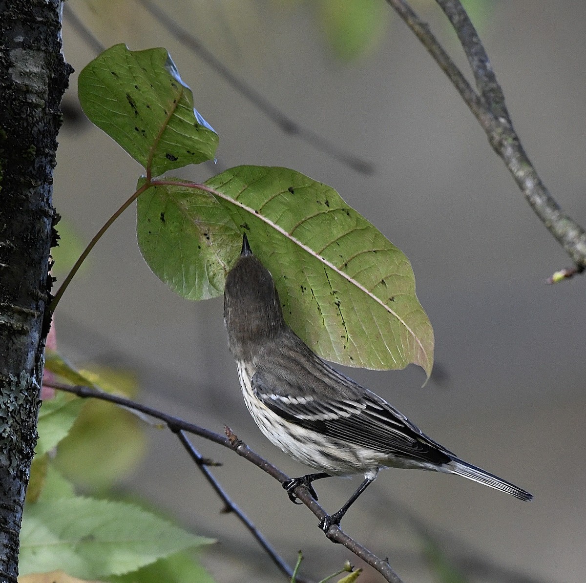 Yellow-rumped Warbler (Myrtle) - ML643419117