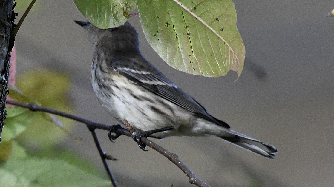 Yellow-rumped Warbler (Myrtle) - ML643419118