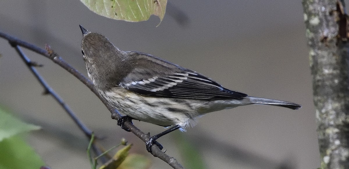 Yellow-rumped Warbler (Myrtle) - ML643419119