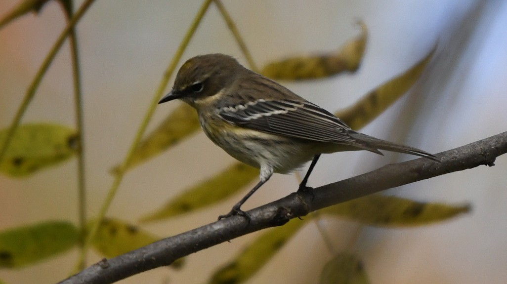 Yellow-rumped Warbler (Myrtle) - ML643419120