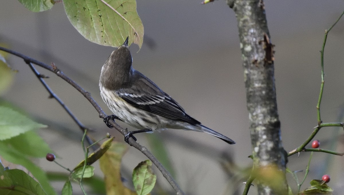 Yellow-rumped Warbler (Myrtle) - ML643419121