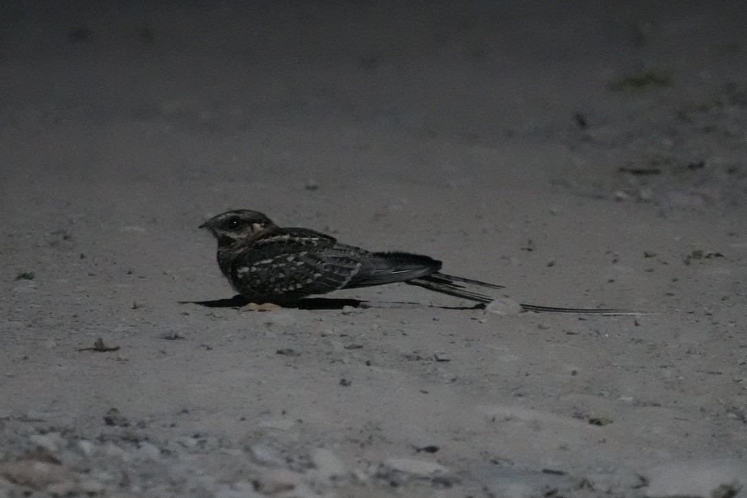 Scissor-tailed Nightjar - ML643419138