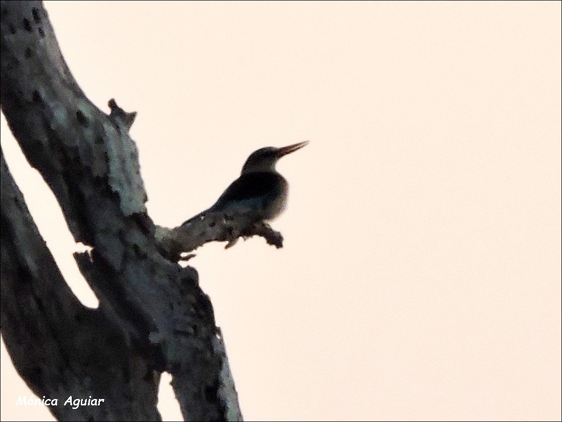 Brown-hooded Kingfisher - ML643419163