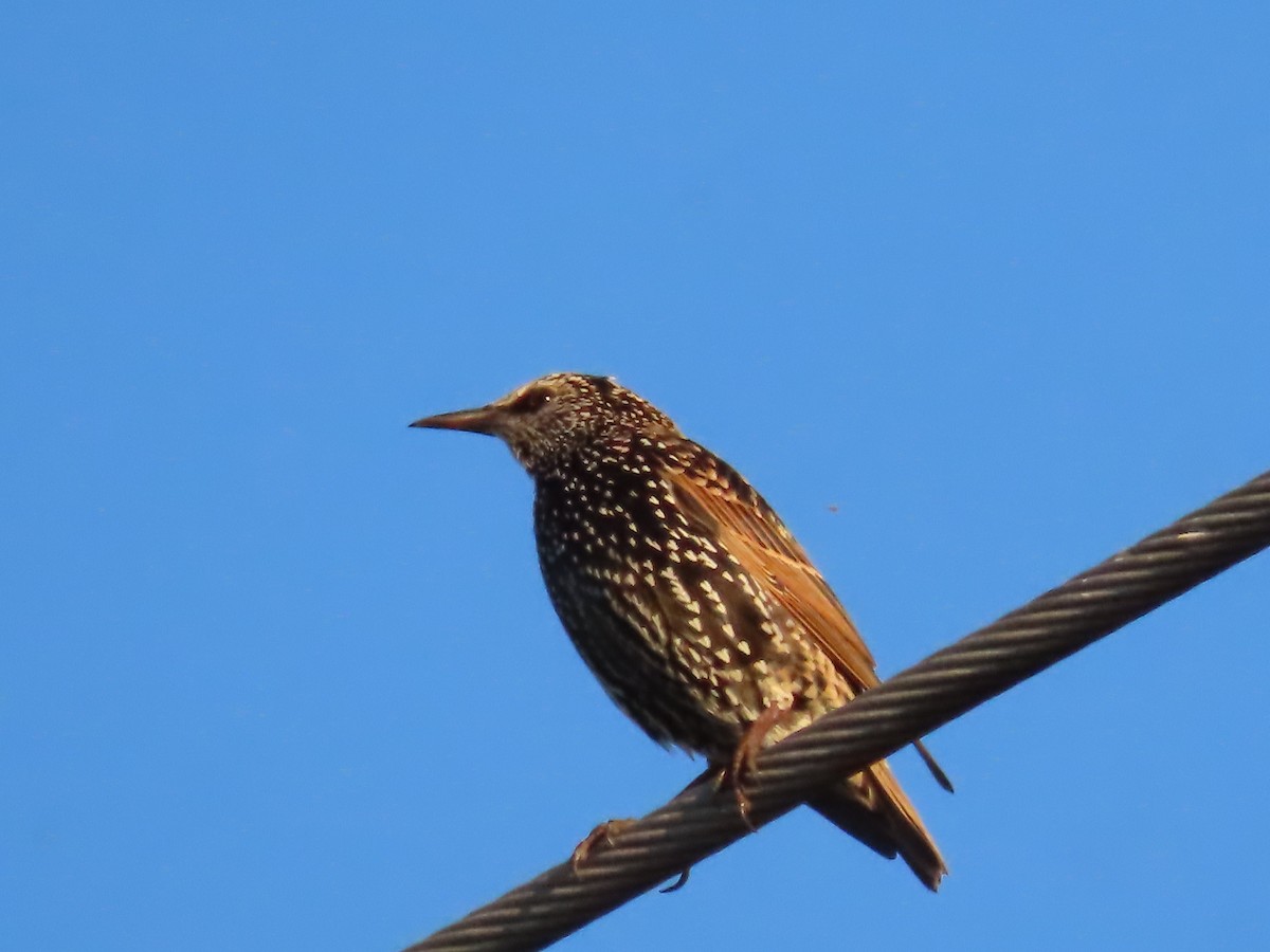 European Starling - ML643419168