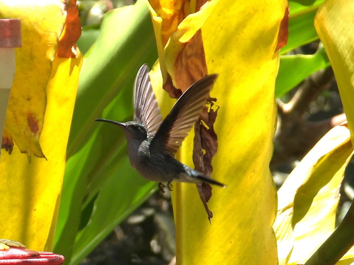 Blue-tailed Emerald - ML643419184
