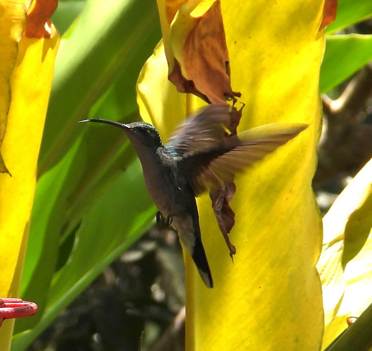 Blue-tailed Emerald - ML643419185