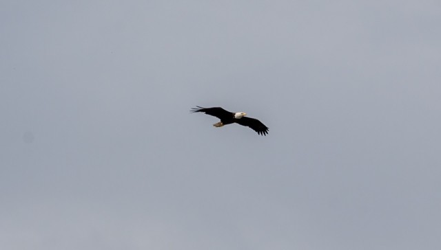 Bald Eagle - ML643419190