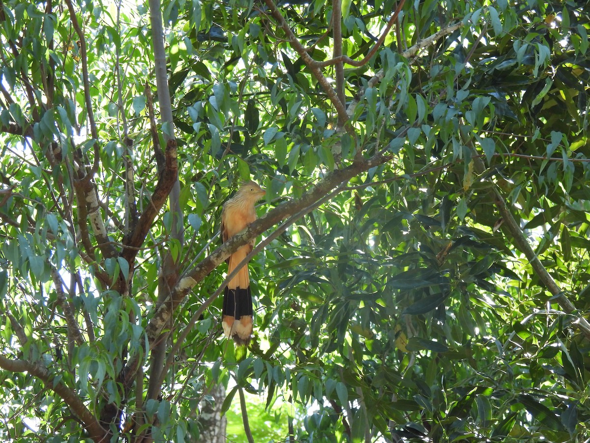Guira Cuckoo - ML643419240