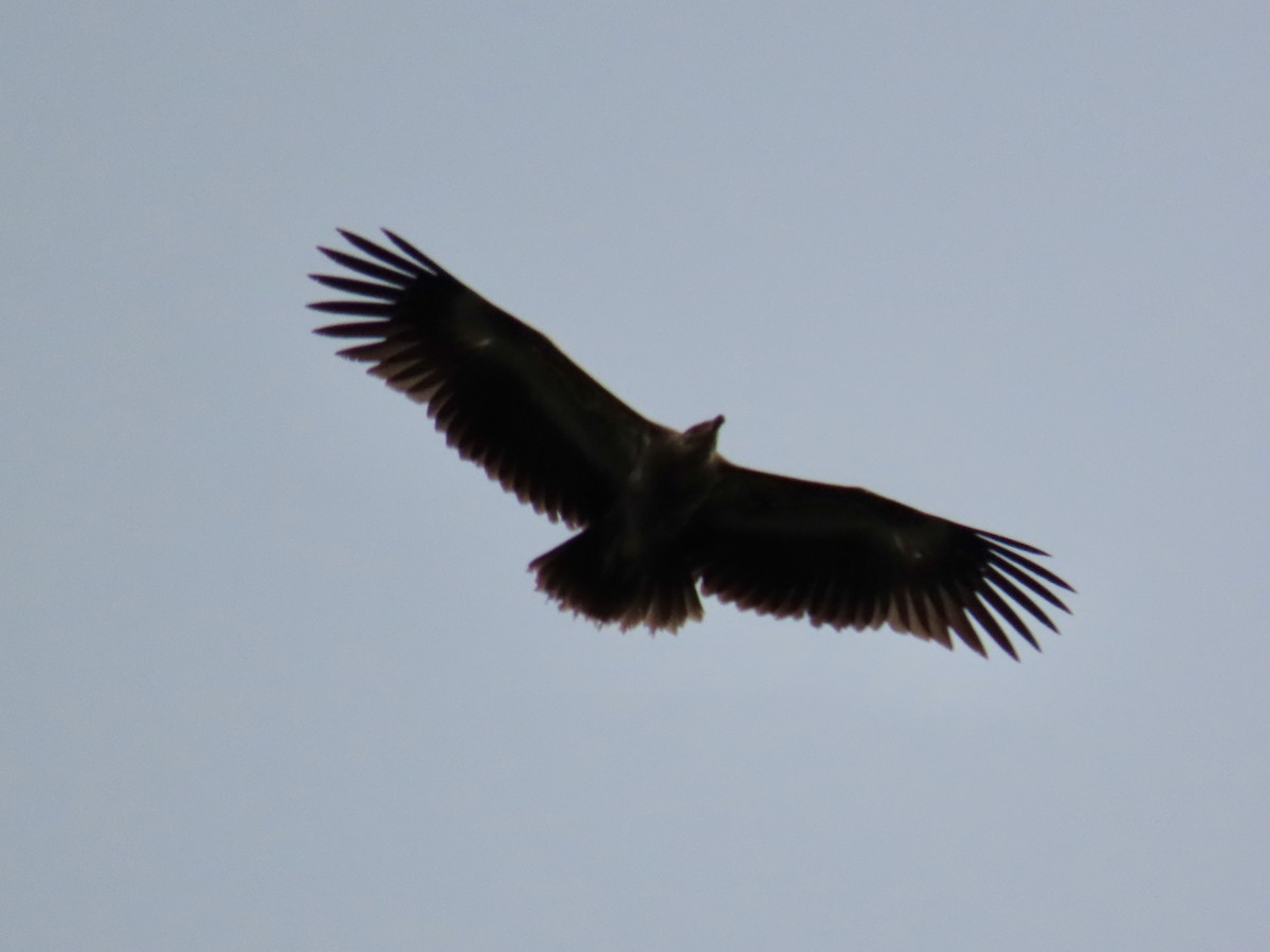 Palm-nut Vulture - ML643419246
