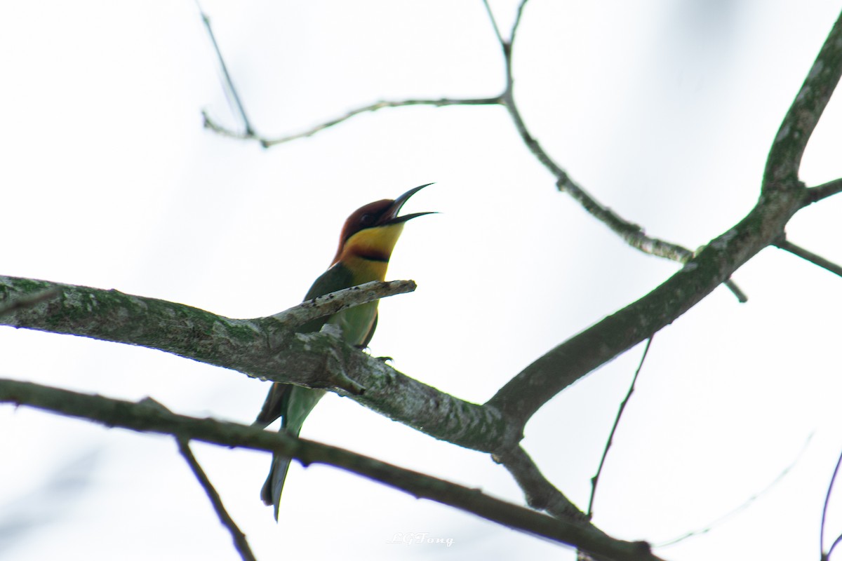 Chestnut-headed Bee-eater - ML643419256