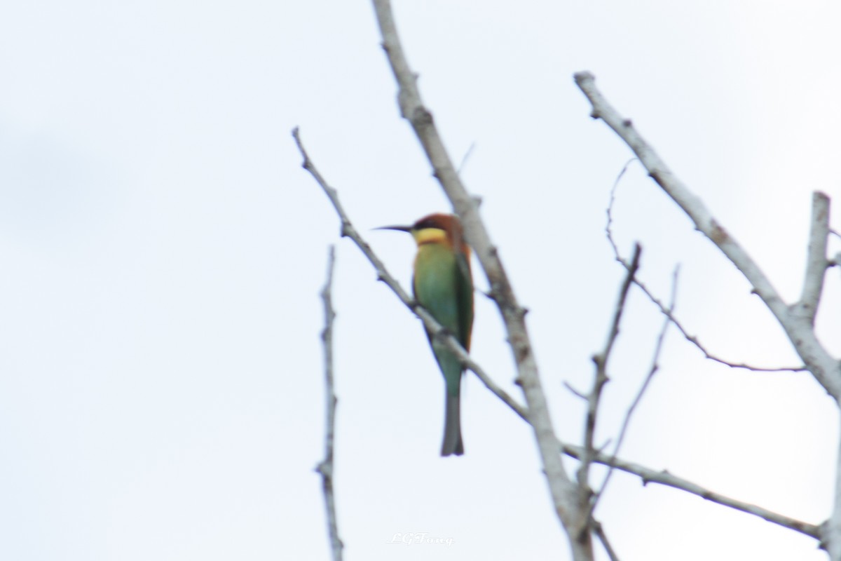 Chestnut-headed Bee-eater - ML643419257