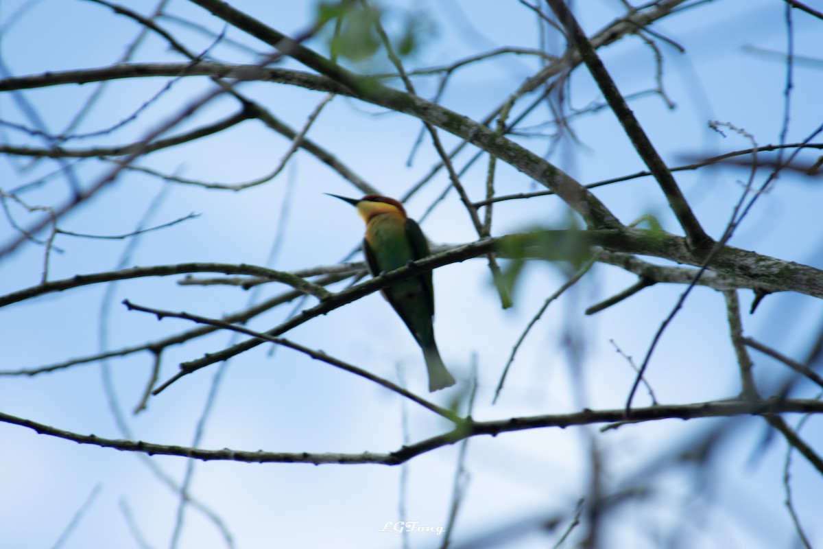 Chestnut-headed Bee-eater - ML643419258