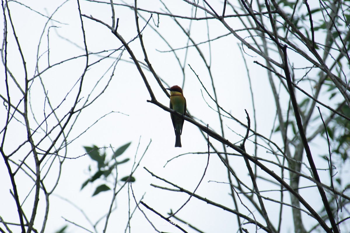 Chestnut-headed Bee-eater - ML643419259