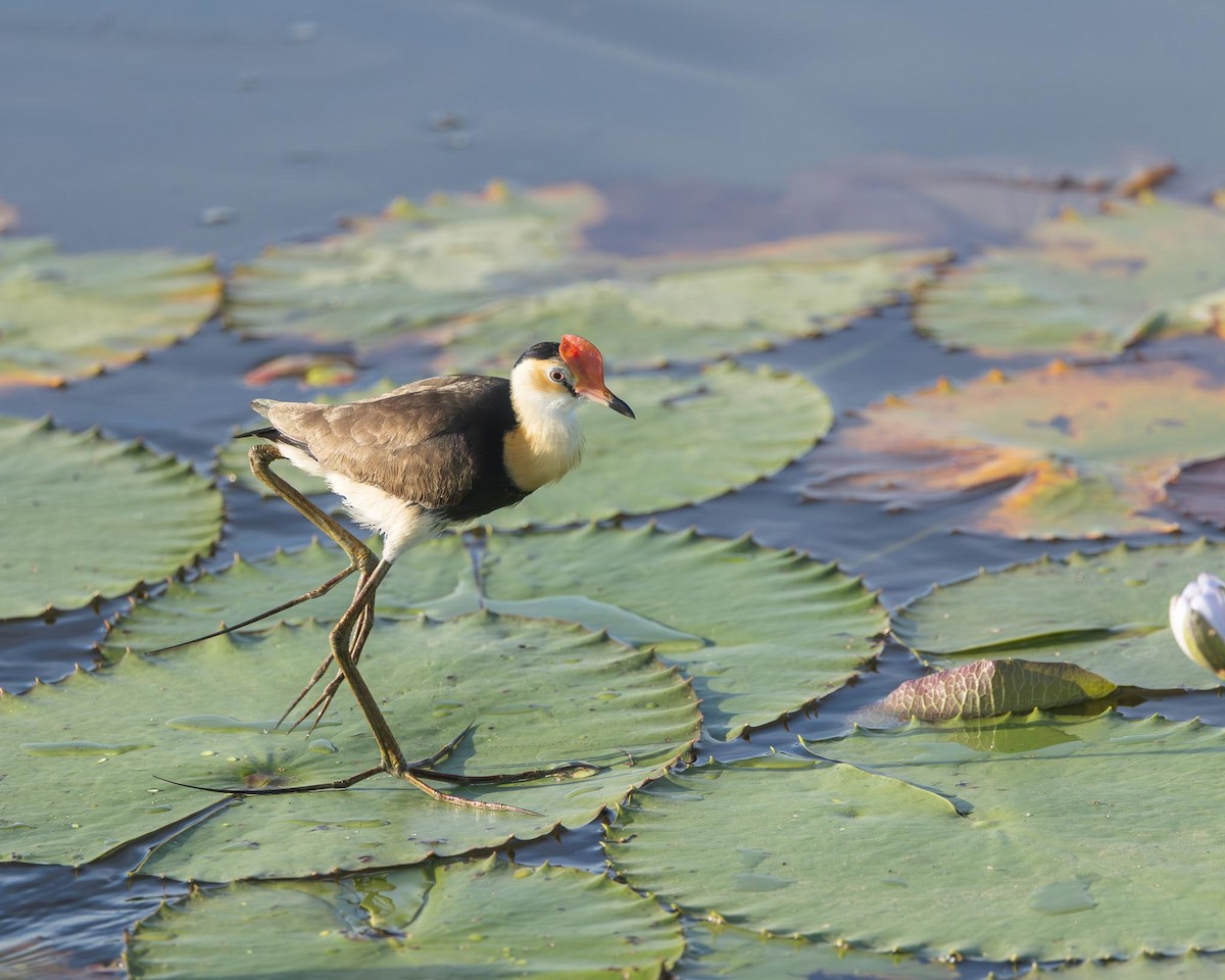 Comb-crested Jacana - ML643419272