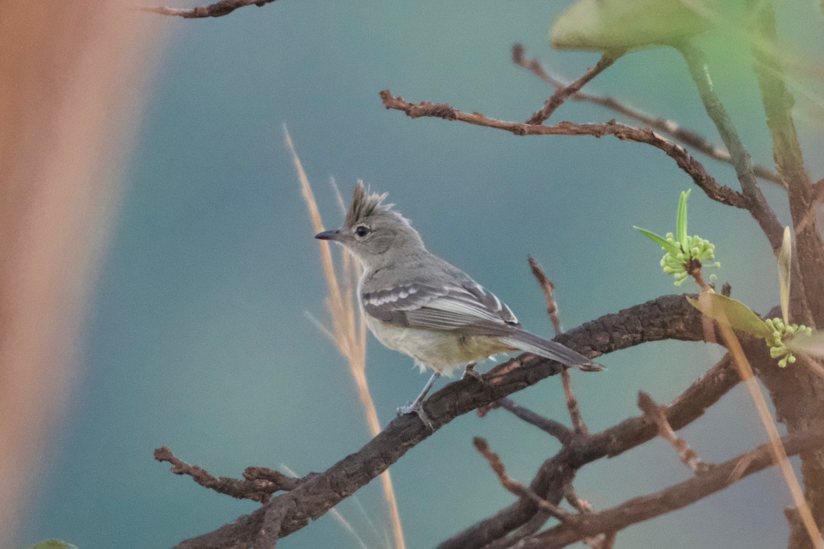 Plain-crested Elaenia - ML643419281